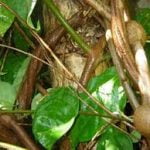 ayahuasca - yage wiki