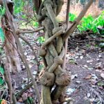 ayahuasca vine in the wild